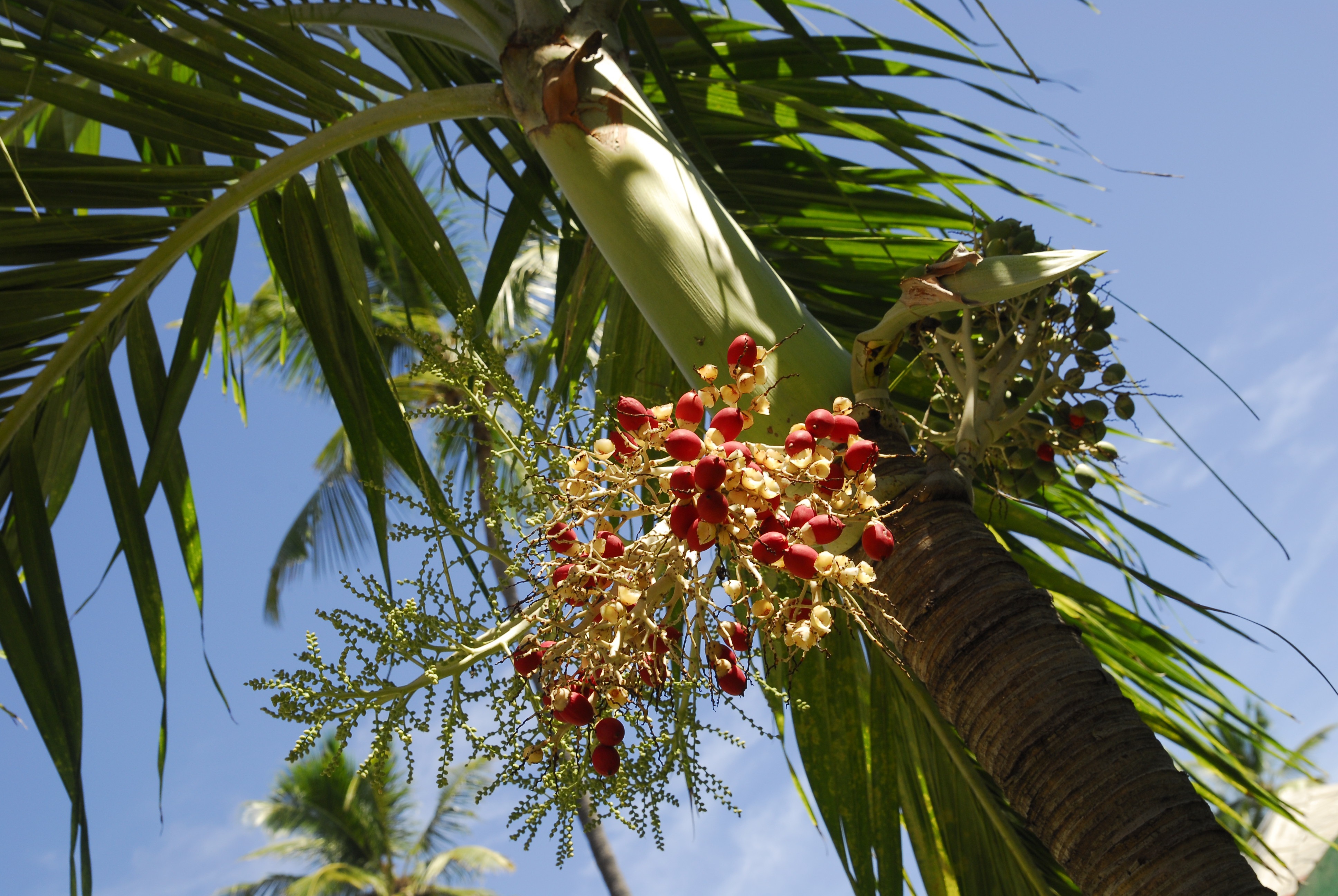 Fruits